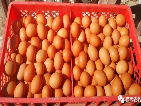 夏季蛋雞管理需要注意哪些事項