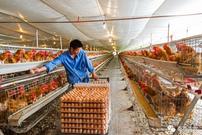 肉雞飼料是不是能量、蛋白質含量越高越好？