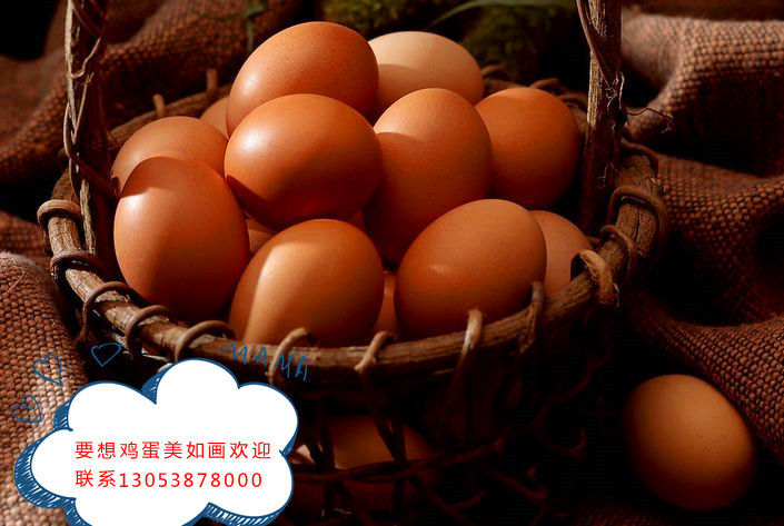 泰安泰西農(nóng)牧提醒您：要想產(chǎn)好蛋必須養(yǎng)好雞