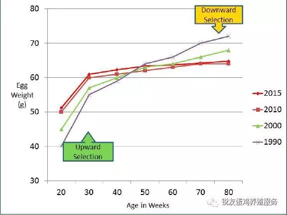 關(guān)于蛋重，你應(yīng)該知道的：不是越重越好！