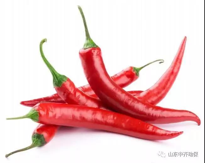 小小辣椒是個寶，淺談辣椒的藥用價值及飼用效果