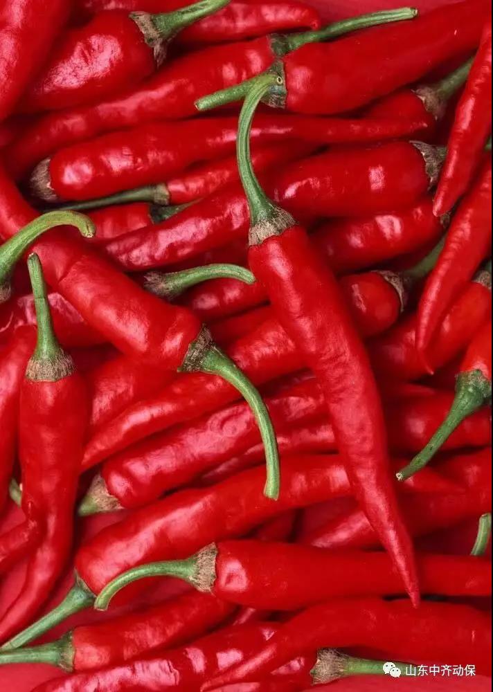 小小辣椒是個寶，淺談辣椒的藥用價值及飼用效果