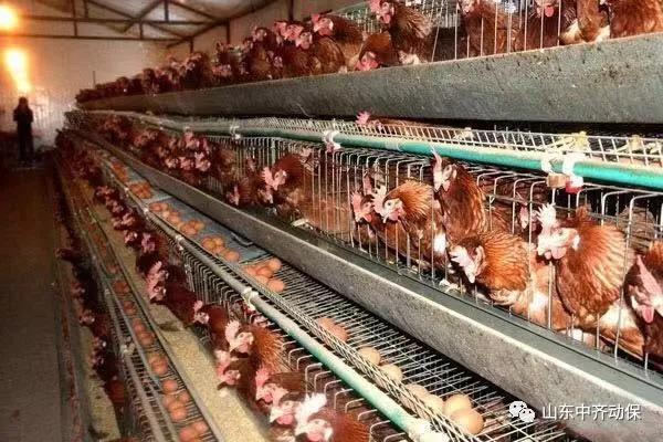 蛋價、淘雞價紛紛回落 何時才能迎來反彈？