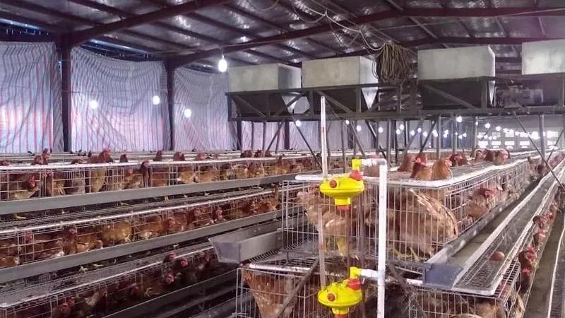 【泰安泰西農(nóng)牧發(fā)酵辣椒粕】養(yǎng)雞，每天做好這５件事！不用擔(dān)心不掙錢