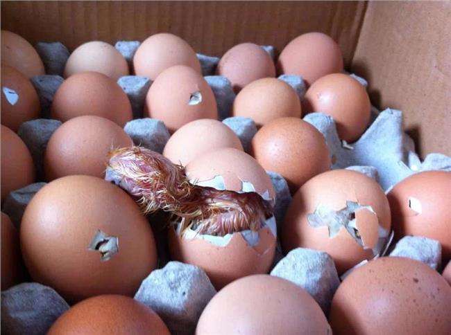 種蛋都有哪些管理辦法？