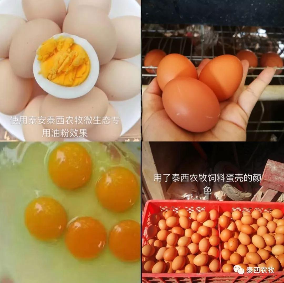 【泰西農(nóng)牧發(fā)酵辣椒粕】冬季給雞添加營養(yǎng)用微生態(tài)辣椒油粉