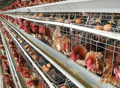 [泰西農(nóng)牧辣椒油粉】蛋雞互啄癖的原因及防治措施