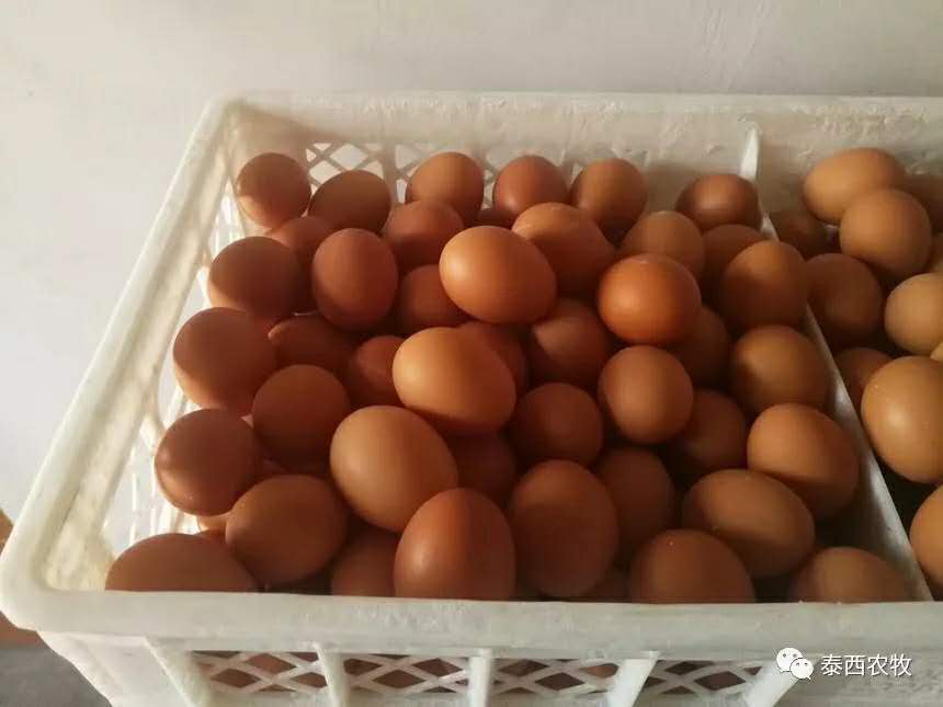 發(fā)酵辣椒粕對蛋雞的危害