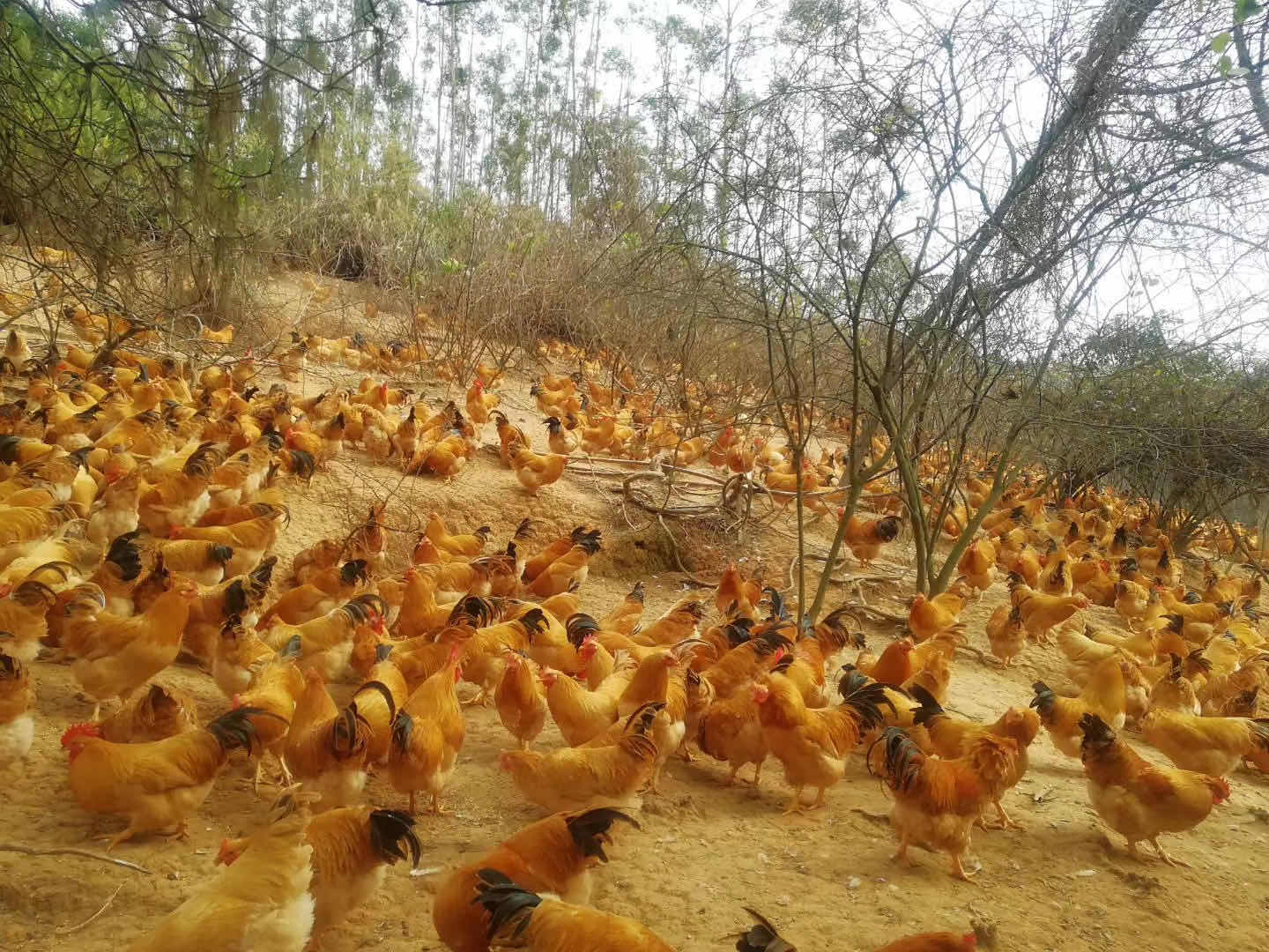 下雨天對雞群產(chǎn)生的危害！