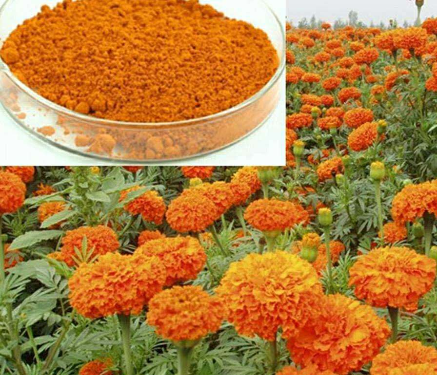 飼料葉黃素在蛋雞水產(chǎn)中的應(yīng)用