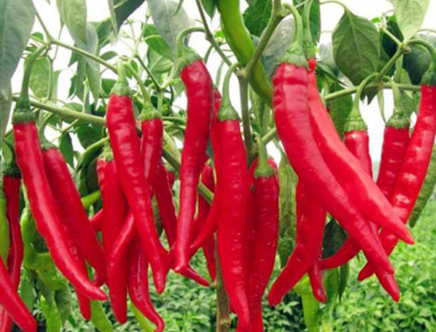 養(yǎng)雞用辣椒粕 辣椒的好處
