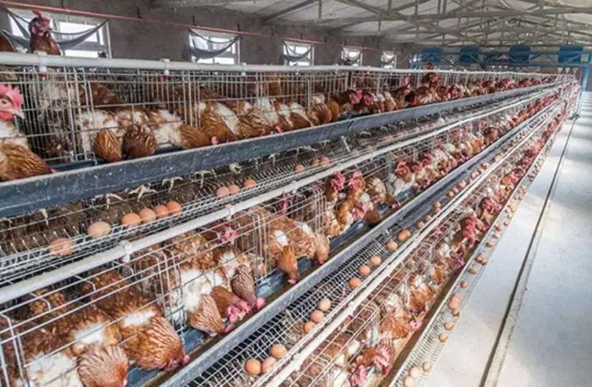 泰西農(nóng)牧發(fā)酵料—雞呼吸道病的早期癥狀有哪些？