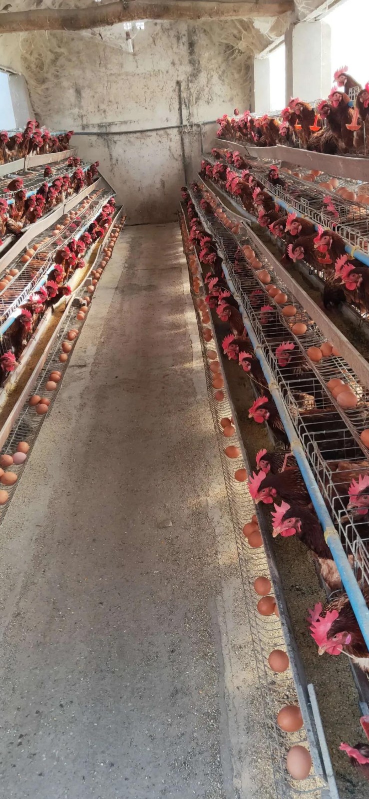 粉殼蛋雞養(yǎng)殖方法和注意事項(xiàng)