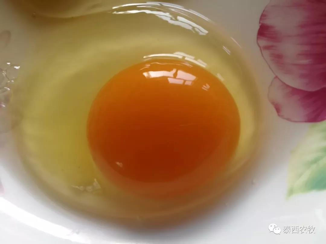 母雞不下蛋？7個小技巧、教您區(qū)分產(chǎn)蛋雞和不產(chǎn)蛋雞？