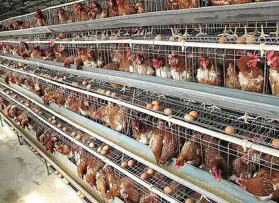 秋季養(yǎng)雞，關注雞舍消毒“8大誤區(qū)”！--發(fā)酵辣椒粕