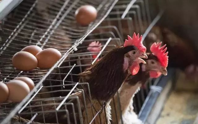 蛋雞飼料里加泰西農(nóng)牧辣椒油粉，您做對(duì)了嗎？