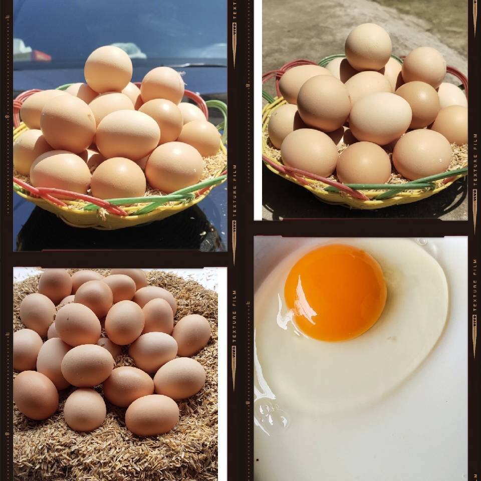 人間煙火莫過(guò)雞舍 泰西農(nóng)牧發(fā)酵辣椒粕蛋殼光亮破損少