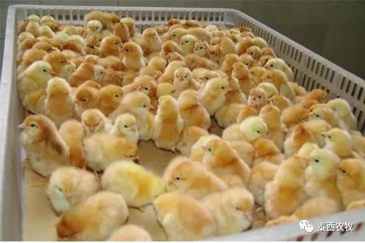 不管行情怎么樣，使用泰西農牧辣椒油粉多下幾個好雞蛋才是真格的！