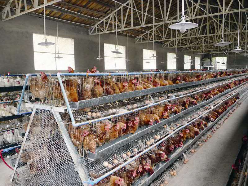 泰西農(nóng)牧發(fā)酵辣椒粕提醒您養(yǎng)雞養(yǎng)雞，該如何消毒？