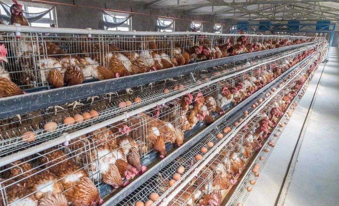 益生菌活菌數(shù)量越多越好嗎？試試泰西農(nóng)牧辣椒油粉的菌種對(duì)蛋雞養(yǎng)殖的好處吧