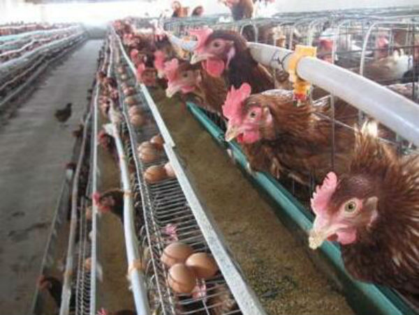 生物辣椒油粉的好處