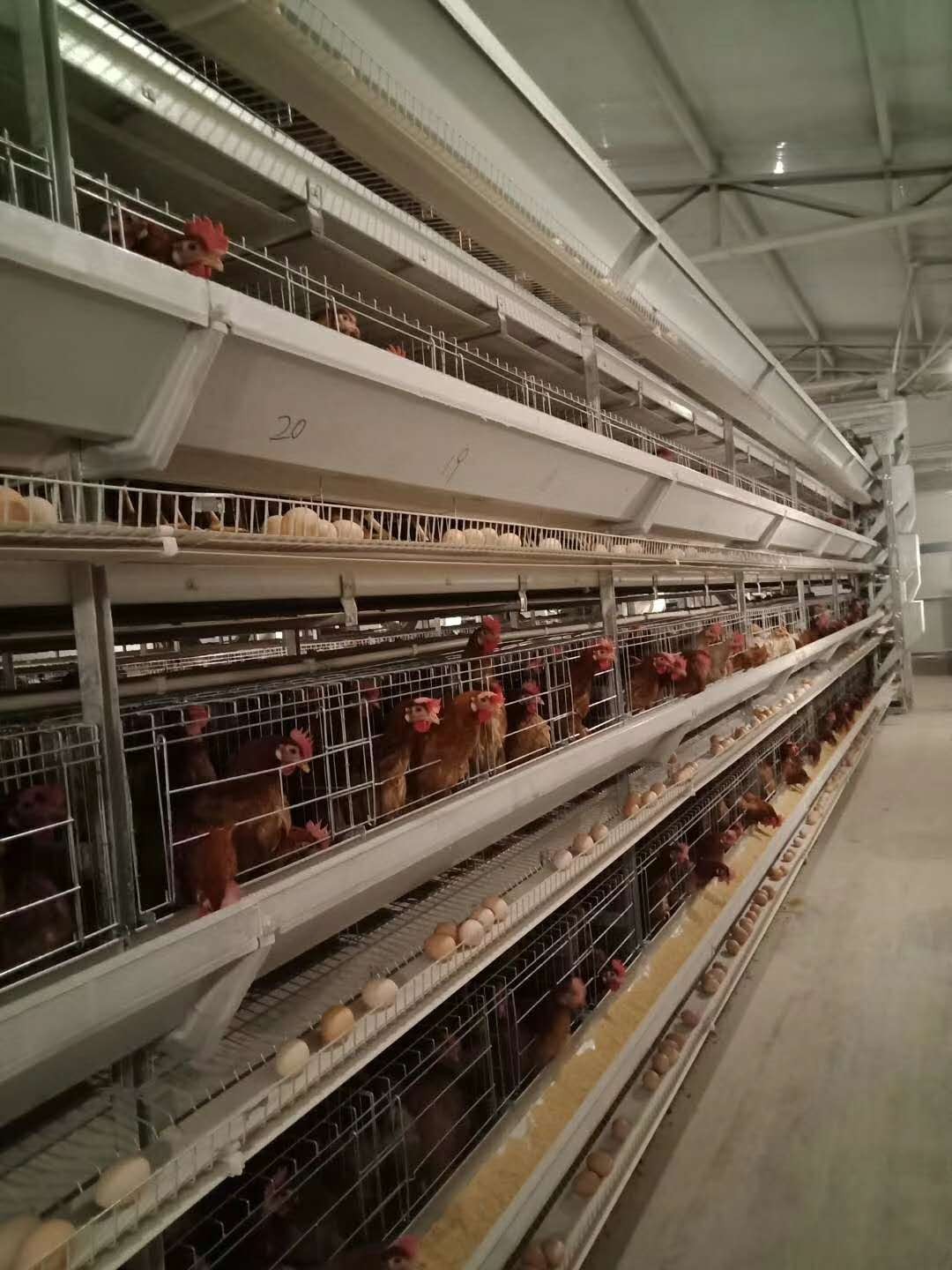 熱應(yīng)雞的采食量會下降雞體為了保證營養(yǎng)的供應(yīng)添加泰西農(nóng)牧辣椒油粉