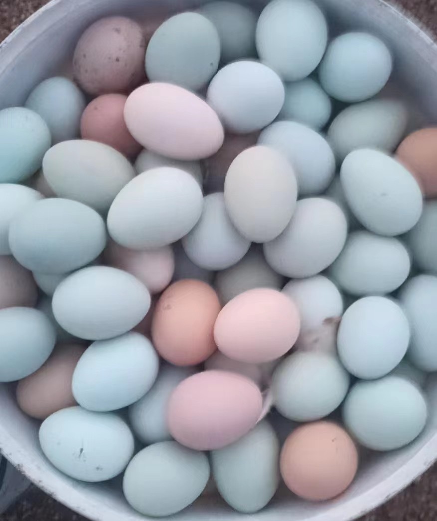 熱應(yīng)激提前添加泰西農(nóng)牧蛋雞辣椒油粉增加采食量