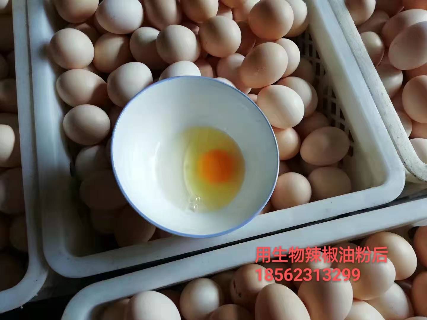 熱應(yīng)激會造成蛋雞采食量下降添加發(fā)酵辣椒粕增食欲