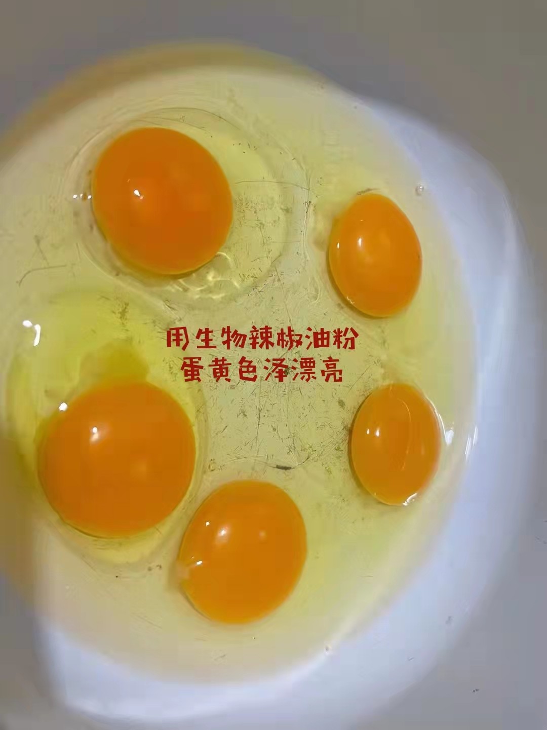 生物辣椒油粉蛋雞養(yǎng)殖雞蛋品質無腥味