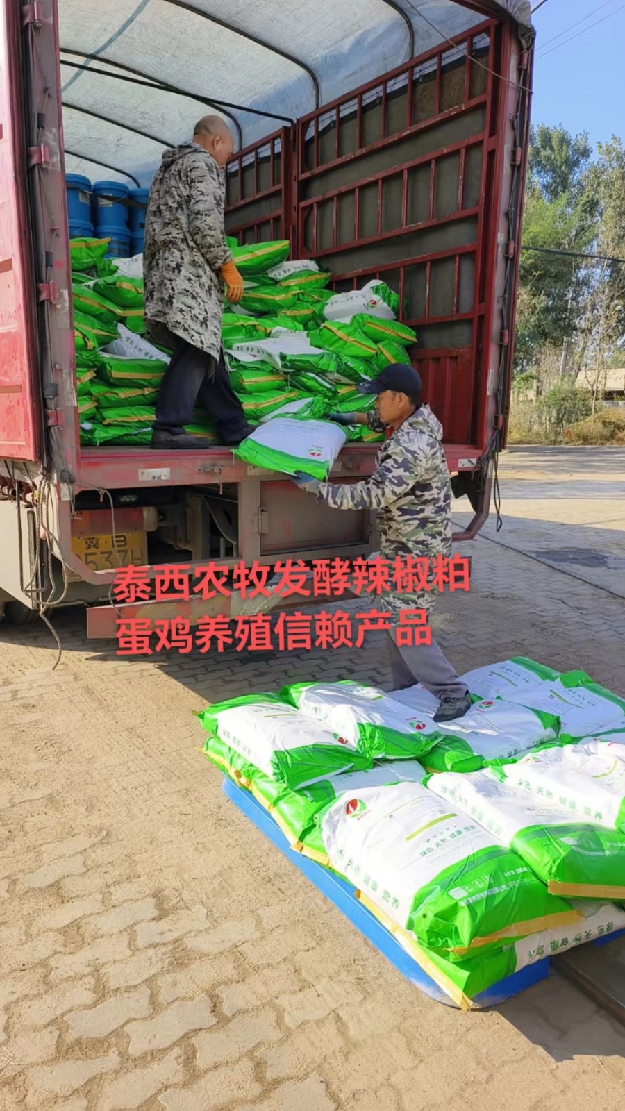 蛋雞飲水管理腸道健康發(fā)酵辣椒粕