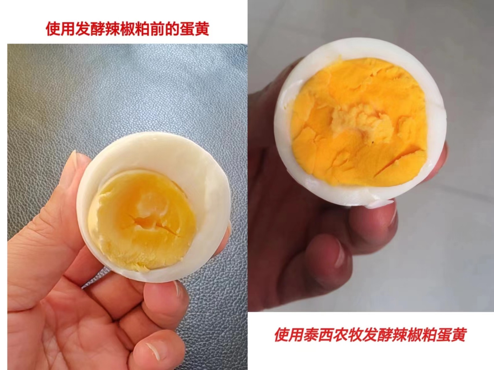 泰西農(nóng)牧發(fā)酵辣椒粕蛋雞添加破殼蛋少 腸道前后比較