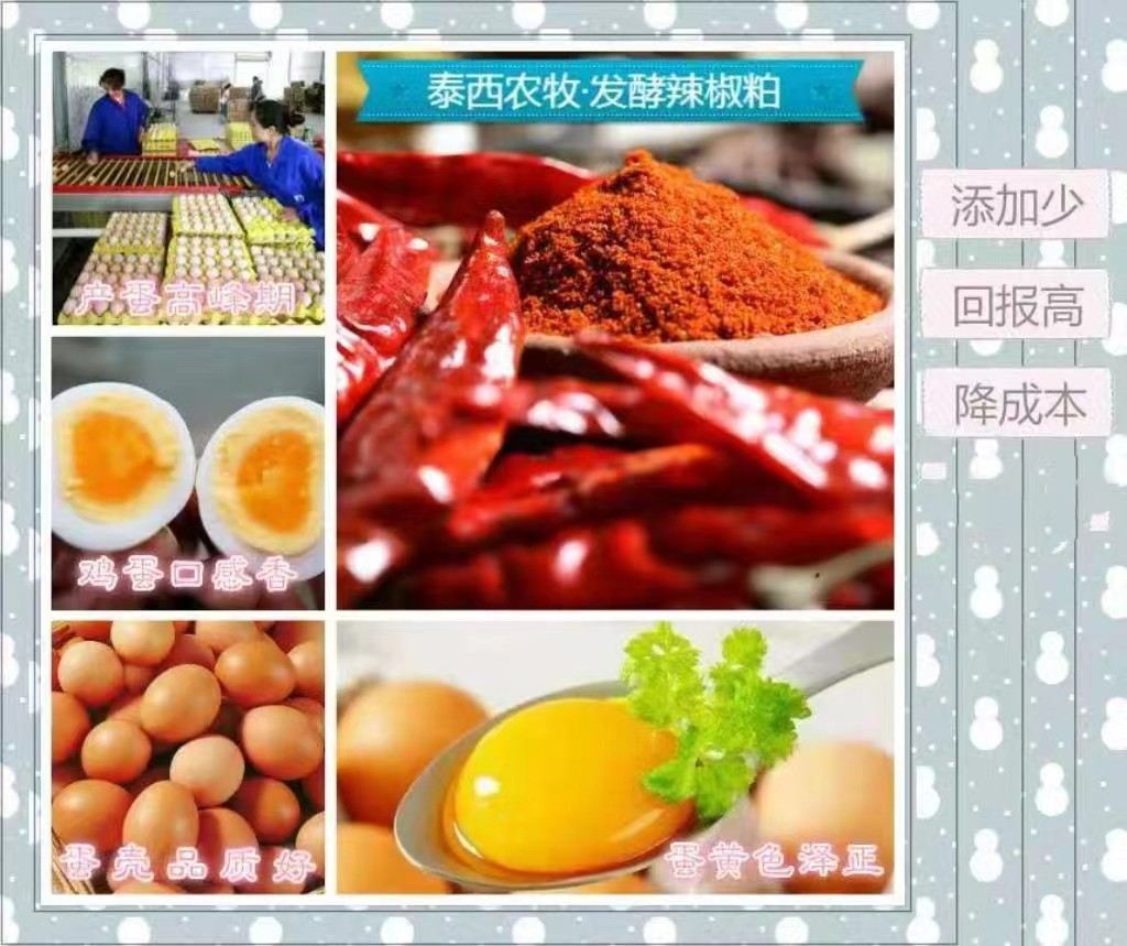 沙皮蛋 軟皮蛋 雞體散熱困難食欲下降采食量減少添加發(fā)酵辣椒粕