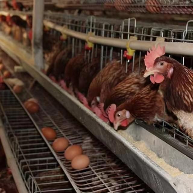 泰西農(nóng)牧生物辣椒油粉分享夏季雞群受涼感冒與管理的關(guān)系