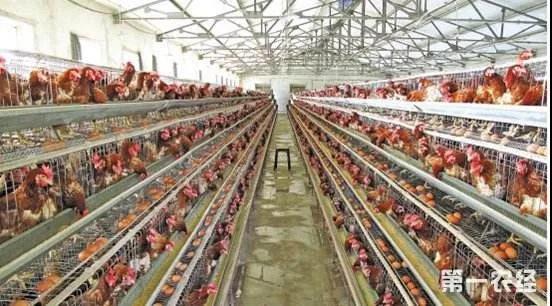 【泰安泰西農(nóng)牧發(fā)酵辣椒粕】養(yǎng)雞，每天做好這５件事！不用擔(dān)心不掙錢