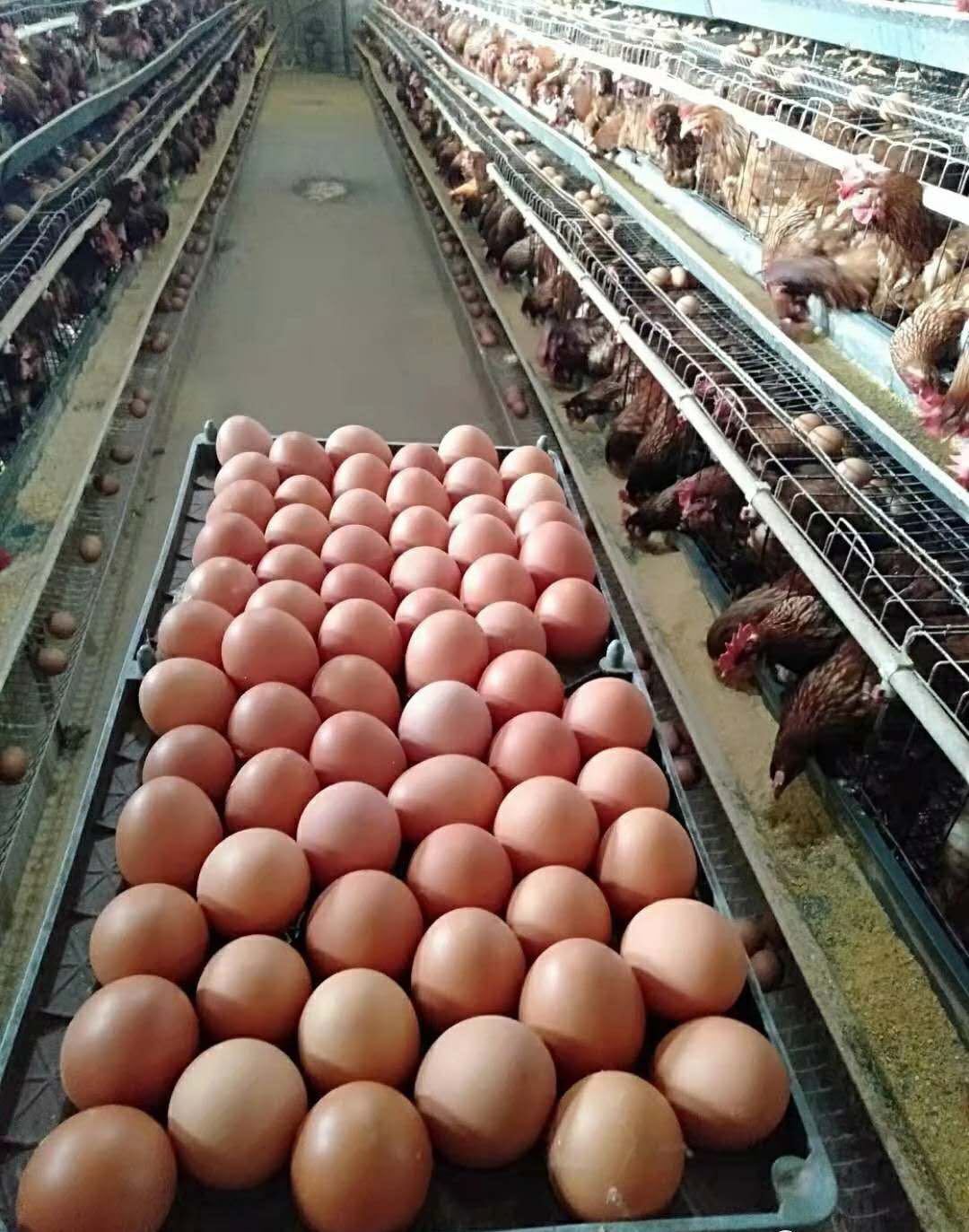 蛋雞養(yǎng)殖場想要多賺錢，雞場管理檔案很重要！