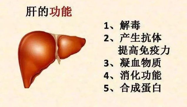 春天蛋雞不保肝，夏天零星傷亡愁得慌!發(fā)酵辣椒粕來幫忙