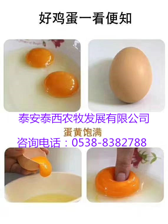 廠家直銷飼料原料蛋白油脂辣椒油粉強免疫高能量易吸收增蛋多