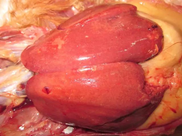 泰西農(nóng)牧：養(yǎng)雞先養(yǎng)肝！