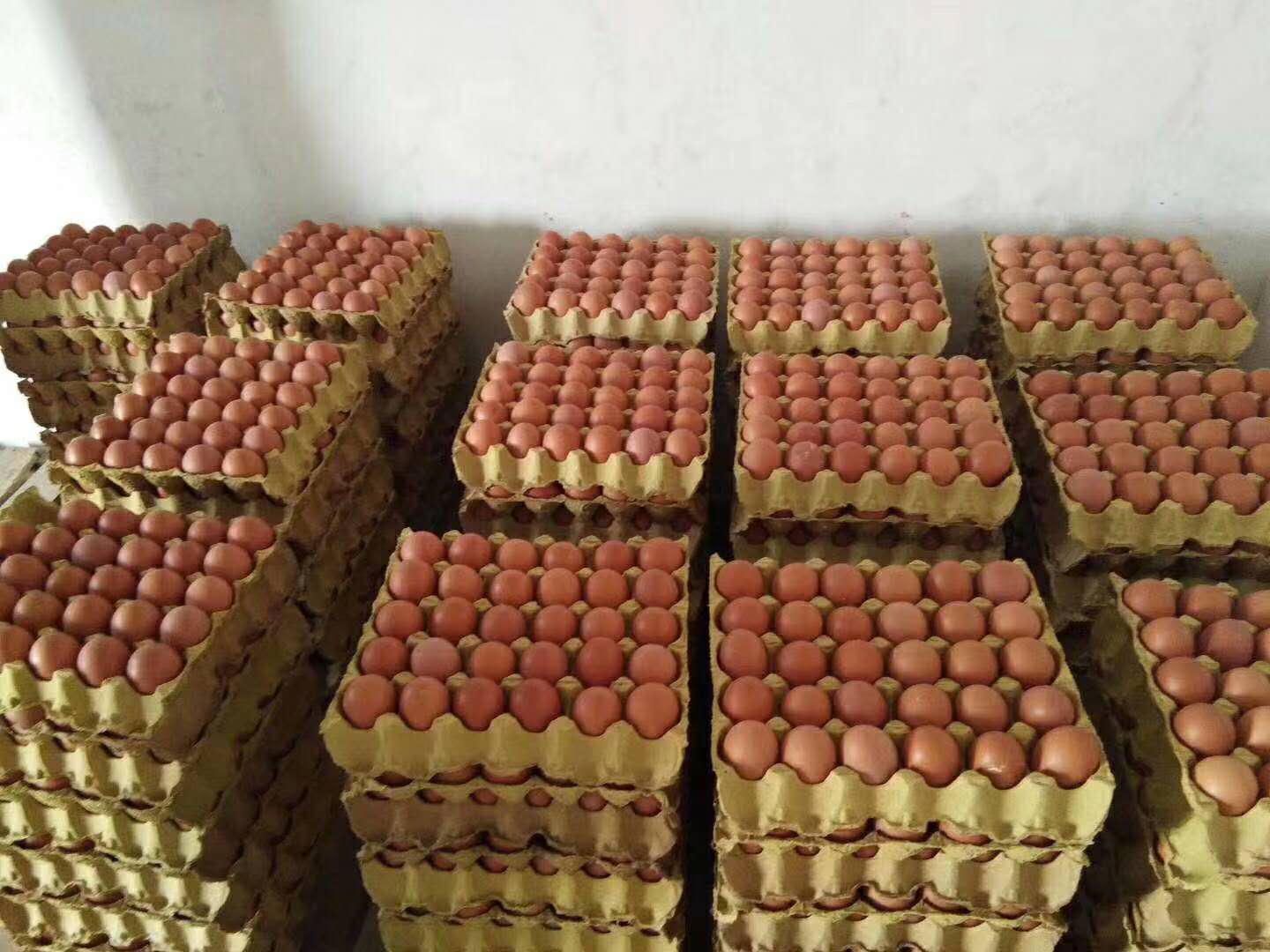 影響蛋殼顏色變淺的原因有哪些？