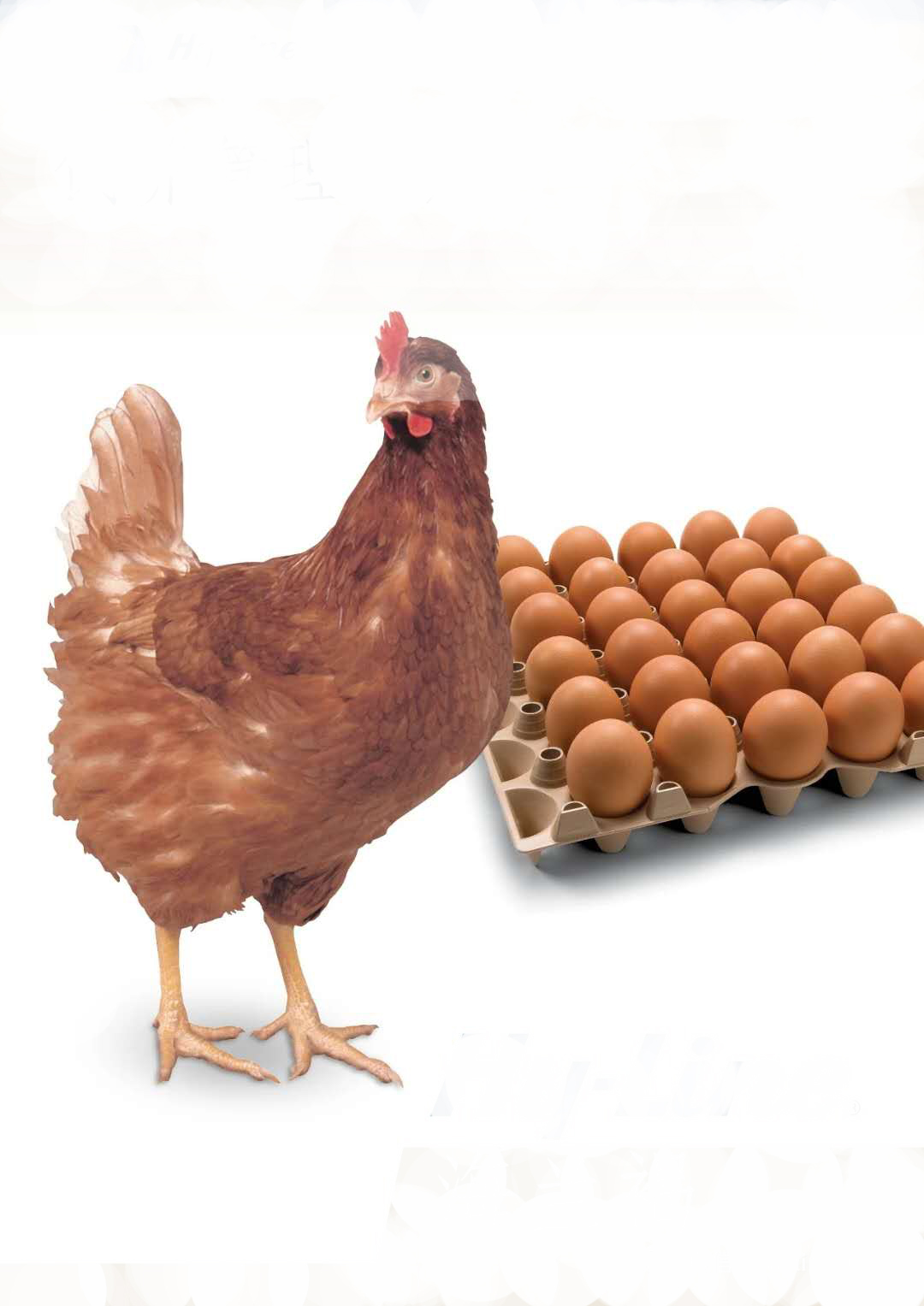 輕松養(yǎng)雞避免成為養(yǎng)雞困難戶-添加泰西農(nóng)牧發(fā)酵辣椒粕提高蛋雞采食量