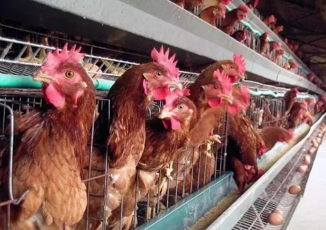 泰西農牧發(fā)酵辣椒粕提醒您秋、冬季養(yǎng)好雞要做好飼養(yǎng)管理的7個階段