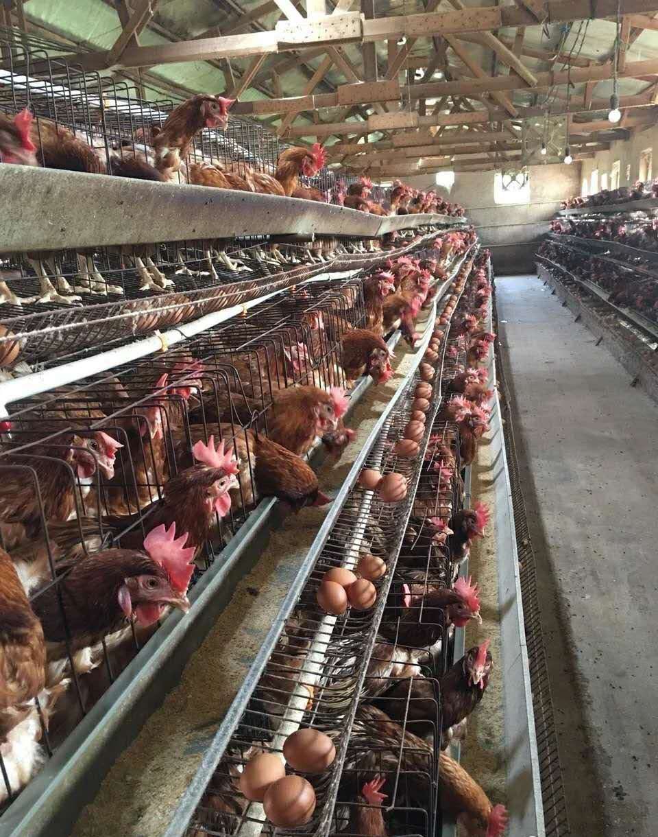 養(yǎng)雞喂泰西農(nóng)牧辣椒油粉效果好能量全&nbsp;降成本活性高