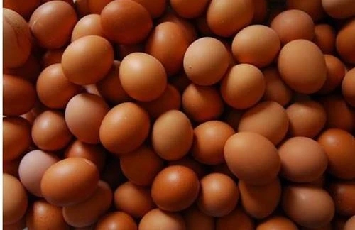 想要雞蛋蛋殼光澤就用泰西農(nóng)牧辣椒油粉延長(zhǎng)蛋雞產(chǎn)蛋高峰期