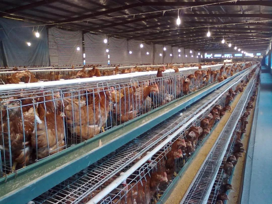 當(dāng)前蛋價(jià)低迷，老雞是淘是留？?發(fā)酵辣椒粕小編給您答案