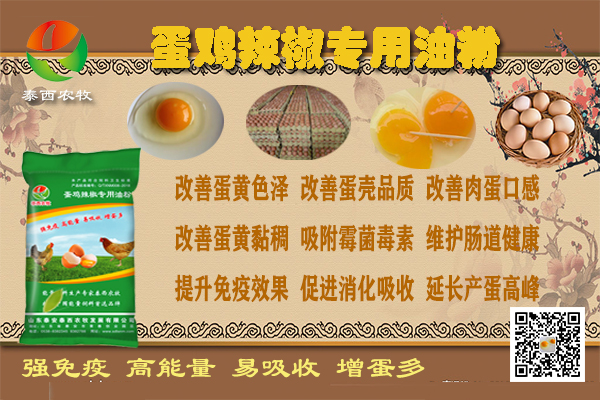 蛋雞養(yǎng)殖為什么越來越多的人使用發(fā)酵料？