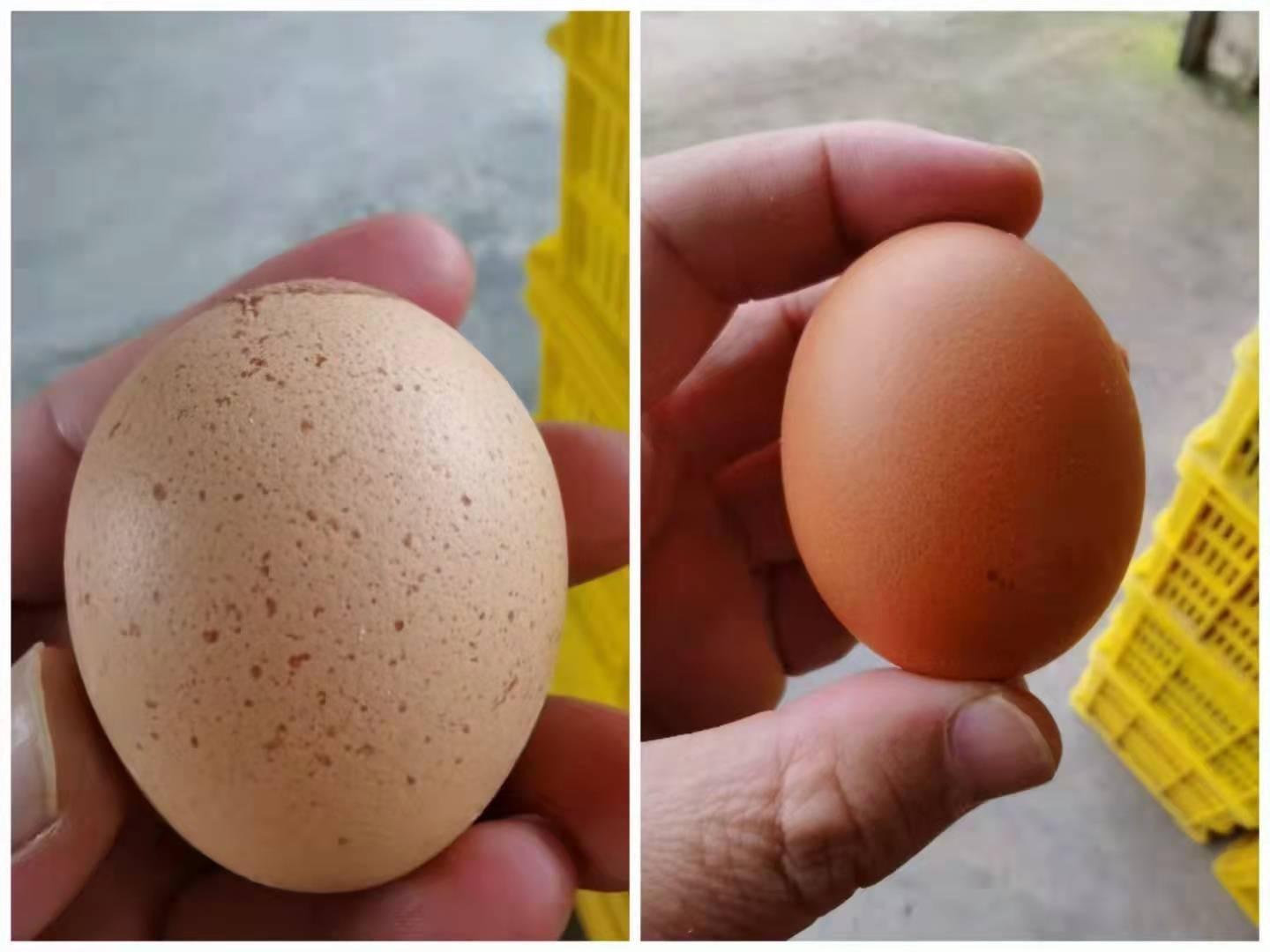 蛋雞辣椒專用油粉薄殼蛋&nbsp;沙皮蛋有幫助