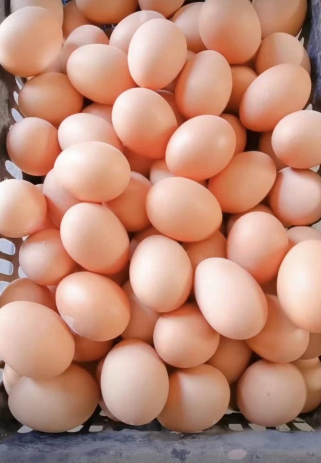 蛋雞高峰不高添加生物辣椒油粉去彌補