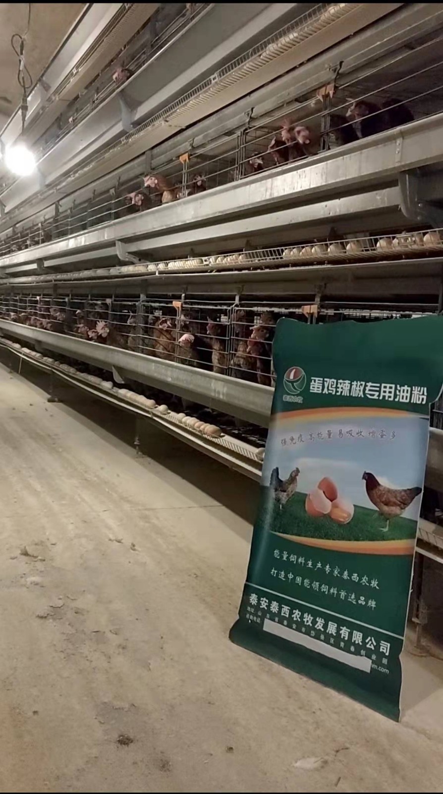 冬季天氣寒冷雞需要耗能產(chǎn)熱抵御寒冷添加蛋雞辣椒油粉