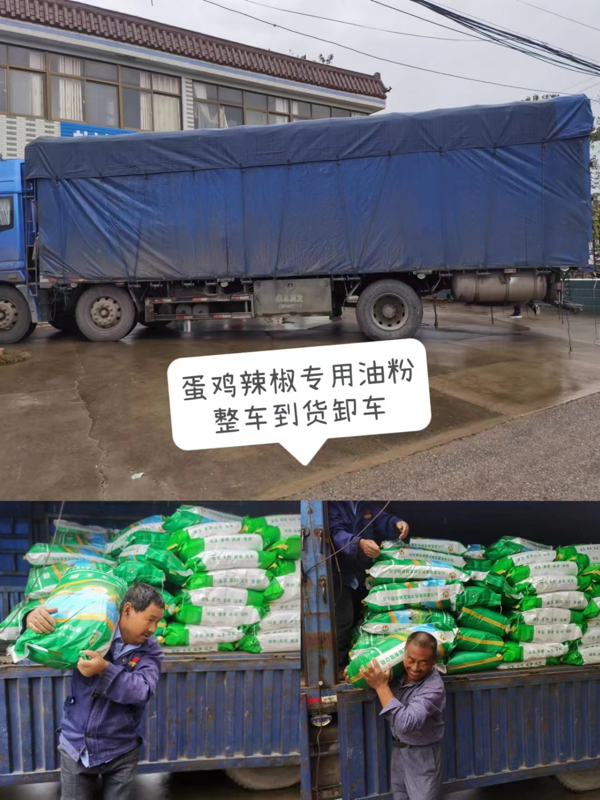 氣溫低 蛋雞零星死淘嚴(yán)重添加蛋雞辣椒油粉增能御寒提前預(yù)防