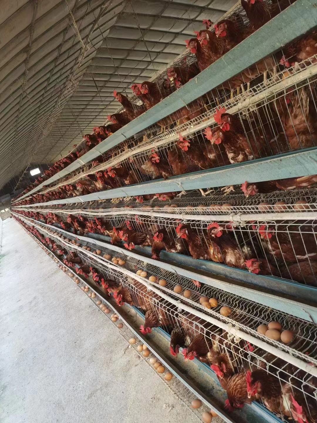 又降溫了&nbsp;溫度驟降蛋雞鼻炎高發(fā)&nbsp;掉蛋的現(xiàn)象添加蛋雞辣椒油粉